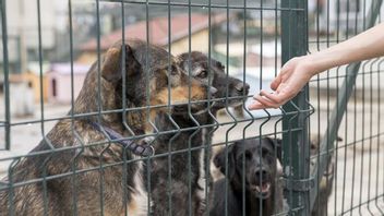 Status DKI Jakarta Bebas Rabies Meski Ada Kenaikan Kasus Gigitan Hewan