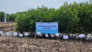 PLN Icon Plus dan Jejakin Tanam 2.500 Pohon Mangrove di Semarang Dukung Restorasi Pesisir dan Komitmen Net Zero Emission