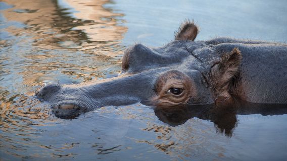 2 Hippopotames Du Zoo Belge Sont Testés Positifs Au Coronavirus