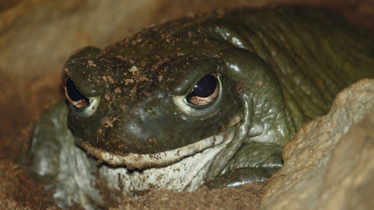 米国国立公園は、観光客がソノラ砂漠のヒキガエルをなめることを禁止しています 