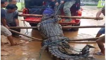 Crocodile De 3,9 Mètres Capturé Par Les Résidents De Bombana Sultra, Maintenant évacué Par BKSDA