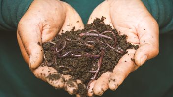 When Earthworms Become A Solution To Maintain The Economy In The New Era Of Normality