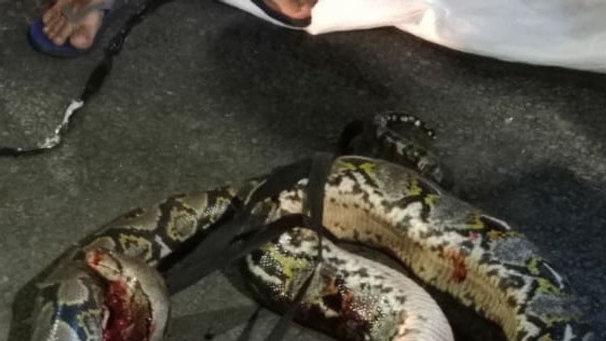 デュレンパーム油地区の高級住宅の住民は、家の天井にある3.5メートルのピトンヘビの出現をパニックに陥れました