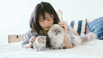 لديك رابطة عاطفية مع مالكها ، دراسة: القطط المنزلية يمكن أن تشعر بالغيرة