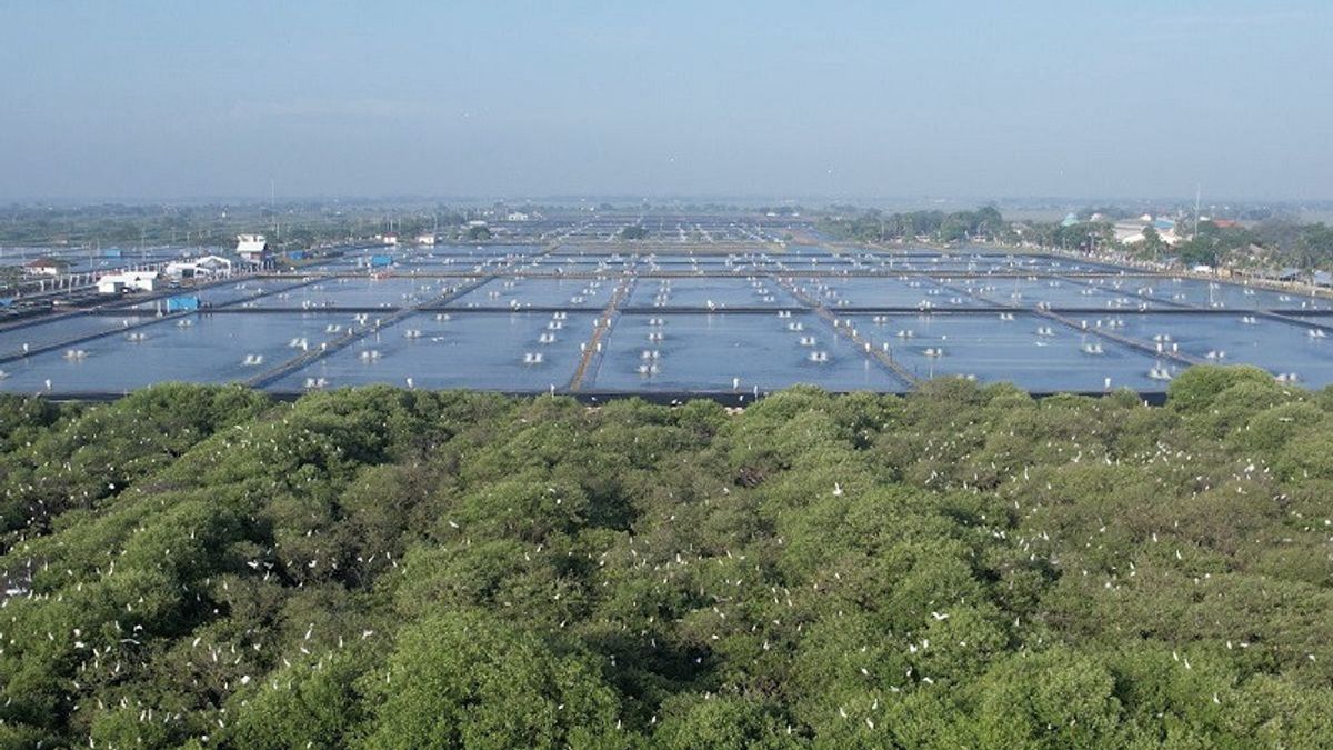 KKPはパントゥーラ池の活性化は119,100人の労働者を吸収する可能性があると呼んでいます