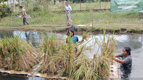 Canggih! Atasi Ancaman Penyusutan Lahan, UMY Kembangkan Teknologi Padi Apung