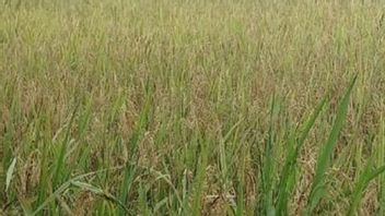 BPS记录巴别塔农民大米产量下降17.02%