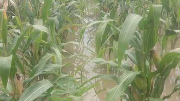 NTTマラッカの503ヘクタールの農民の土地が洪水の影響を受けました