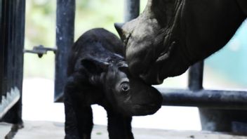 佐科威名叫德利拉的犀牛出生在Way Kambas国家公园