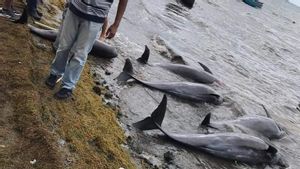 Nelayan di Mauritius Bahu-membahu Selamatkan Lumba-Lumba yang Terjebak Minyak