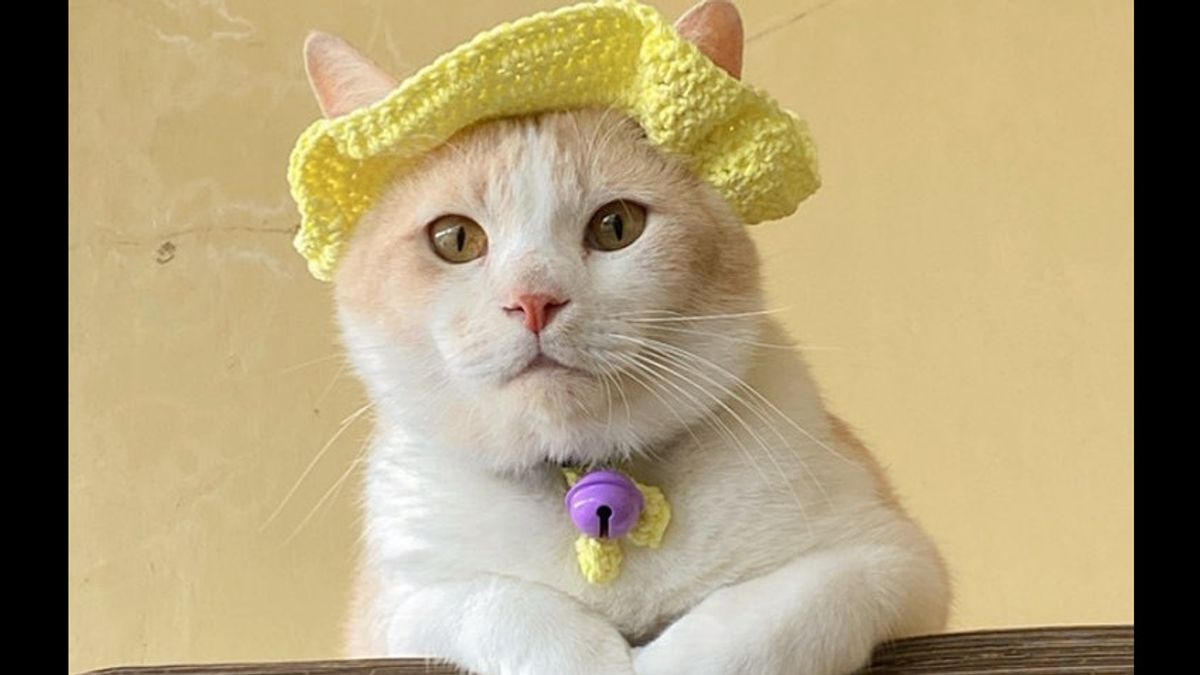 Pororo Kucing yang Viral Ikut 'Jualan' di TikTok Hilang, Trending di Twitter
