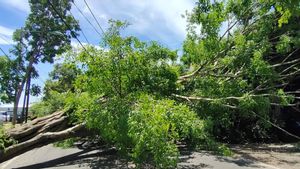 Angin Kencang di Banyuwangi Sebabkan Pohon Tumbang, BMKG Peringatkan Peningkatan Kecepatan Angin hingga Banjir Rob