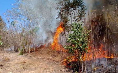 Kebakaran 40 Hektare Hutan-Lahan di Flores Timur Berhasil Dipadamkan