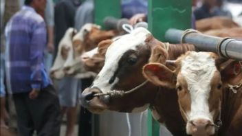 Ministry of Health Warns Against Anthrax During Eid al-Adha, Don't Just Keep Sacrificial Meat 