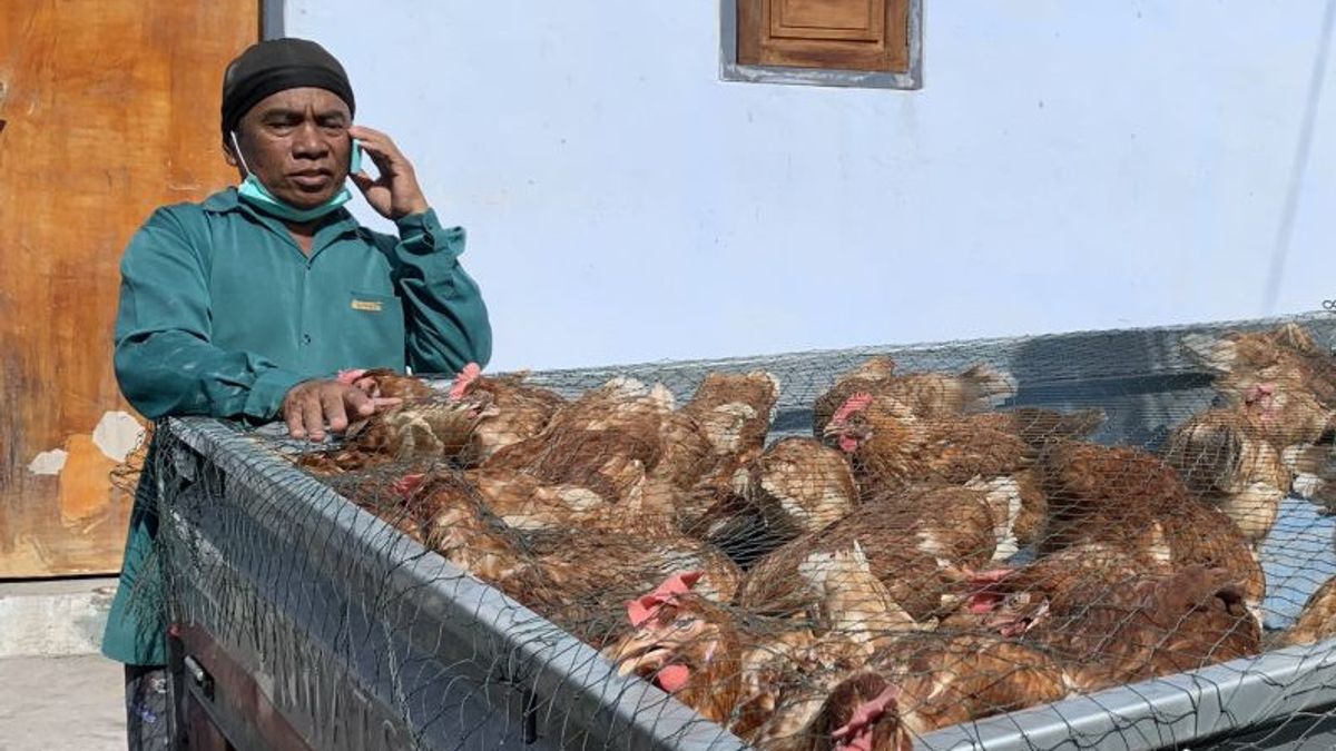 Breeders In Semeru Forced To Sell Layer Chickens