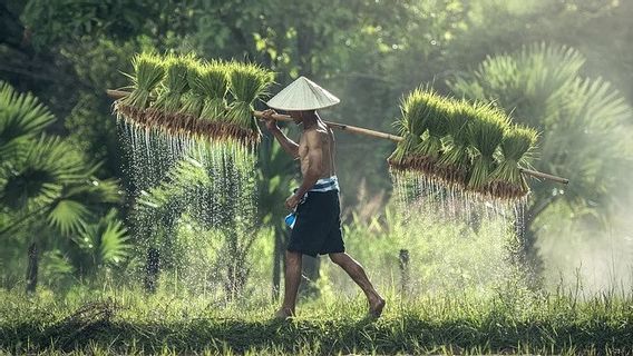 Pandemi COVID-19, Upah Nominal Harian Buruh Tani Nasional Maret Naik 0,15 Persen