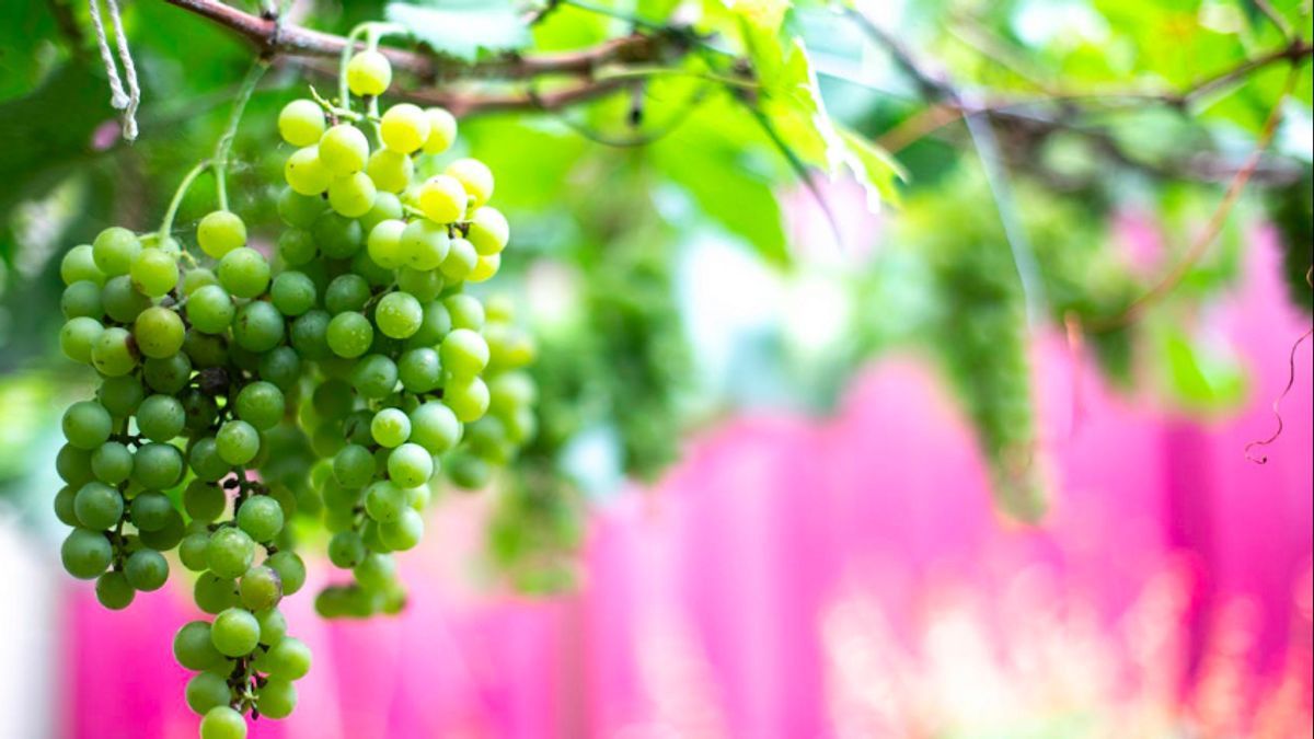 DPR Highlights Chemical Muscat Wine, Encourages Consumption Of Local Production