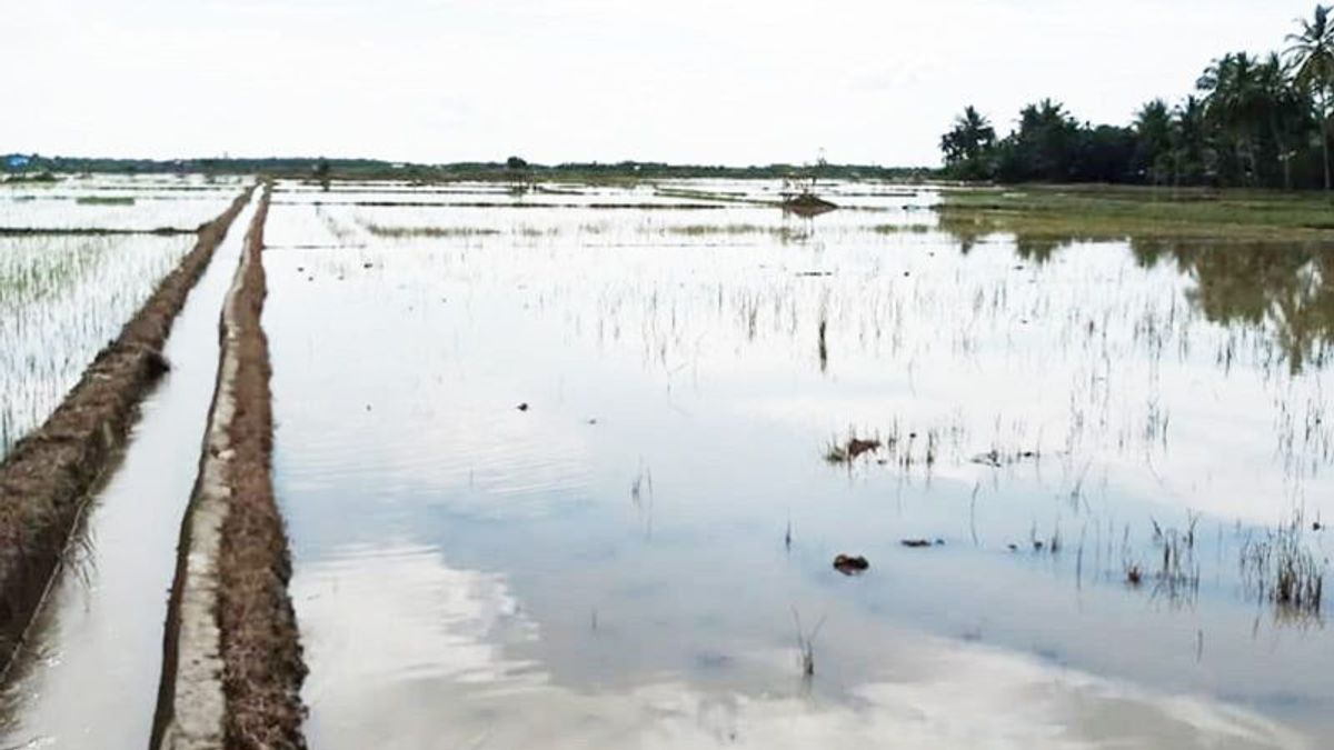 5 115 Hectares De Rizières Dans L’est D’Aceh Inondés