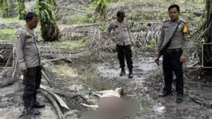 BBKSDA Riau Pantau Dugaan Harimau Mangsa Sapi di Siak