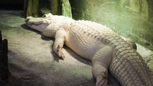 70 Koin Berhasil Dikeluarkan dari Perut Aligator di Kebun Binatang Nebraska, Diduga Dilempar Pengunjung
