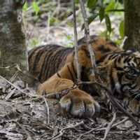Sembuh, Anak Harimau 'Danau Putra' Dilepasliarkan ke TN Gunung Leuser 