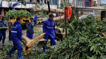 Sudin Tamhut Jakpus Sebut Ada 23 Pohon Tumbang dan Sempal Akibat Hujan Deras dan Angin Kencang