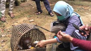 BKSDA Kalbar Lepas 12 Orangutan ke Alam Bebas