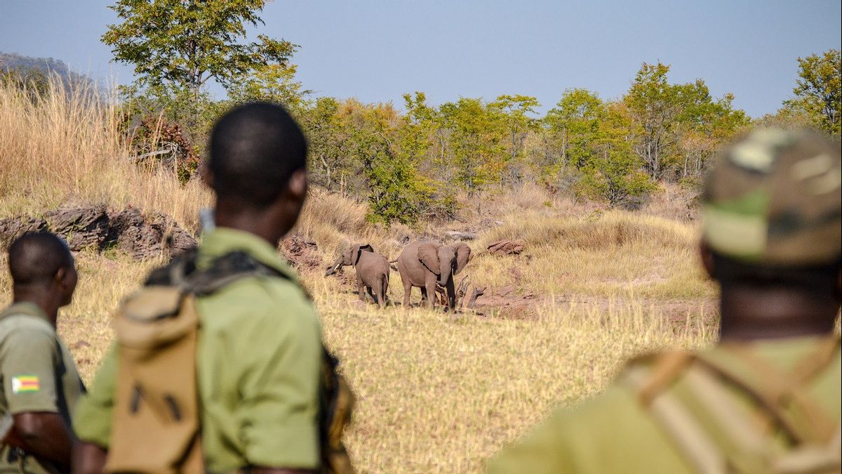 Zimbabwe Will Take 200 Elephants To Feed Residents Who Are Starvationed Due To Drought