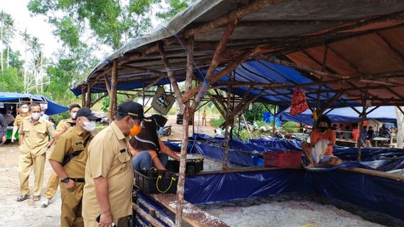 Produksi Ubur-Ubur di Belitung Capai 240 Ton per Minggu, Dijual ke Taiwan, China, Korsel dan Jepang