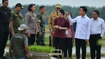 Vice President Gibran Reviews The Use Of Rice Planting Machines In Langkat Rice Fields