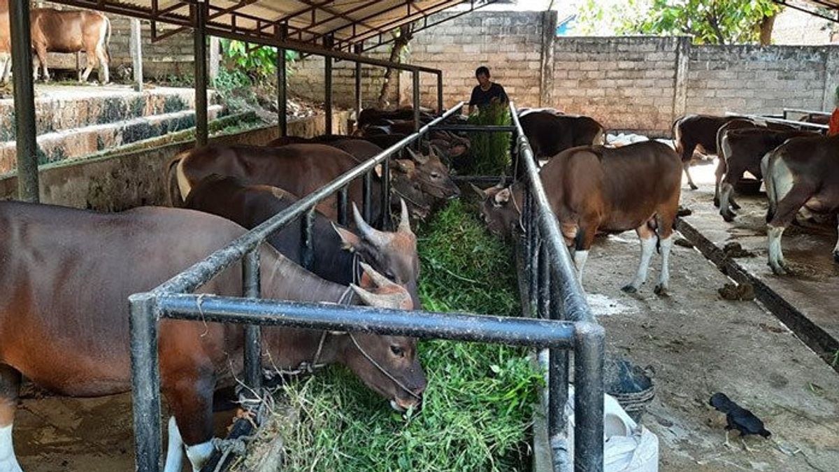 الفقراء ، ودوران تجار الحيوانات التضحية في Bekasi انخفض بشكل كبير " متوسط تباع للتو 70 في المئة