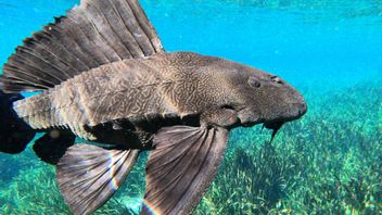 أنواع الأسماك التي تهاجم المياه الإندونيسية