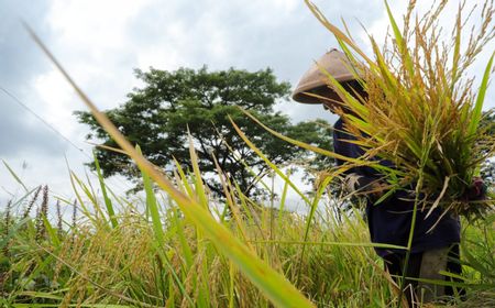 Dipopulerkan Ganjar Pranowo, Ini Beras Srinuk Produk Pertanian Lokal