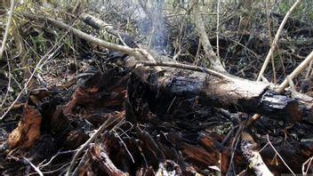 Riau Police Arrest 7 Masterminds Of Forest And Land Fires