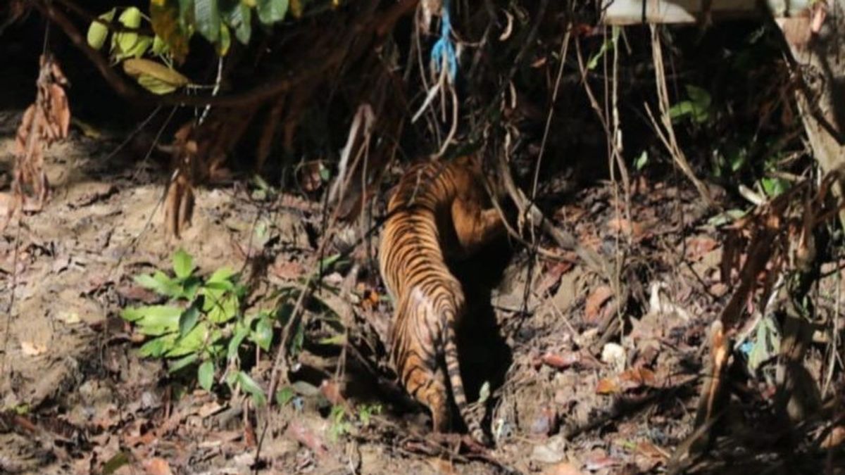 وزارة البيئة والغابات تطلق نمر سومطرة في موطن حديقة جونونج ليوزر