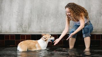 犬はどのくらいの頻度で入浴する必要がありますか?毛皮を傷つけないようにルールに注意してください