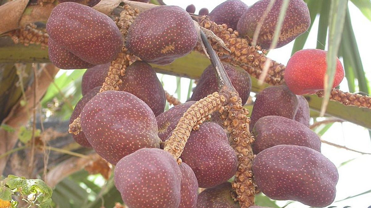 Zuriat Fruit: Ingrédients, Avantages Et Comment Le Consommer Pour La Santé