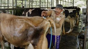 Jersey Cows Whose Protein And Fats Are Now Being Tested In Indonesia