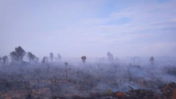 Kebakaran Lahan Gambut di Natuna Meluas, BPBD: 300 Hektare untuk Sore Ini