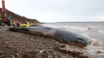 抹香鲸在克雷格莫海滩惨死，在尸检期间发现它的胃