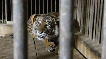 森林部探讨了武吉丁宜苏门答腊虎幼死亡背后遗传疾病的疑似情况