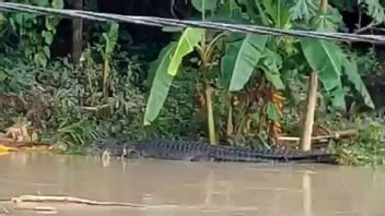 鳄鱼出现在龙目岛中部邦吉特帕拉克河，警方协调相关方
