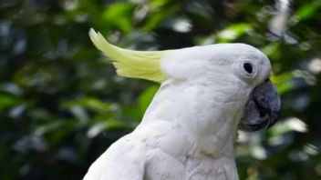 万隆警方逮捕饲养40只珍稀鸟类的男子，有一只黄冠鹦鹉