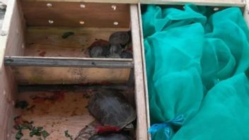 Lindungi Kelestarian Satwa Liar, 24 Satwa Reptil Dipindahkan dari Jakarta ke Maluku