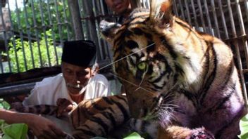 Disergap dari Depan, Petani di Aceh Selatan Refleks Gebuk Harimau Pakai Alat Panen Sawit 