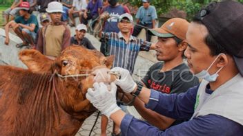 DIY地区政府申请100千剂口蹄疫疫苗,这4个地区的优先事项