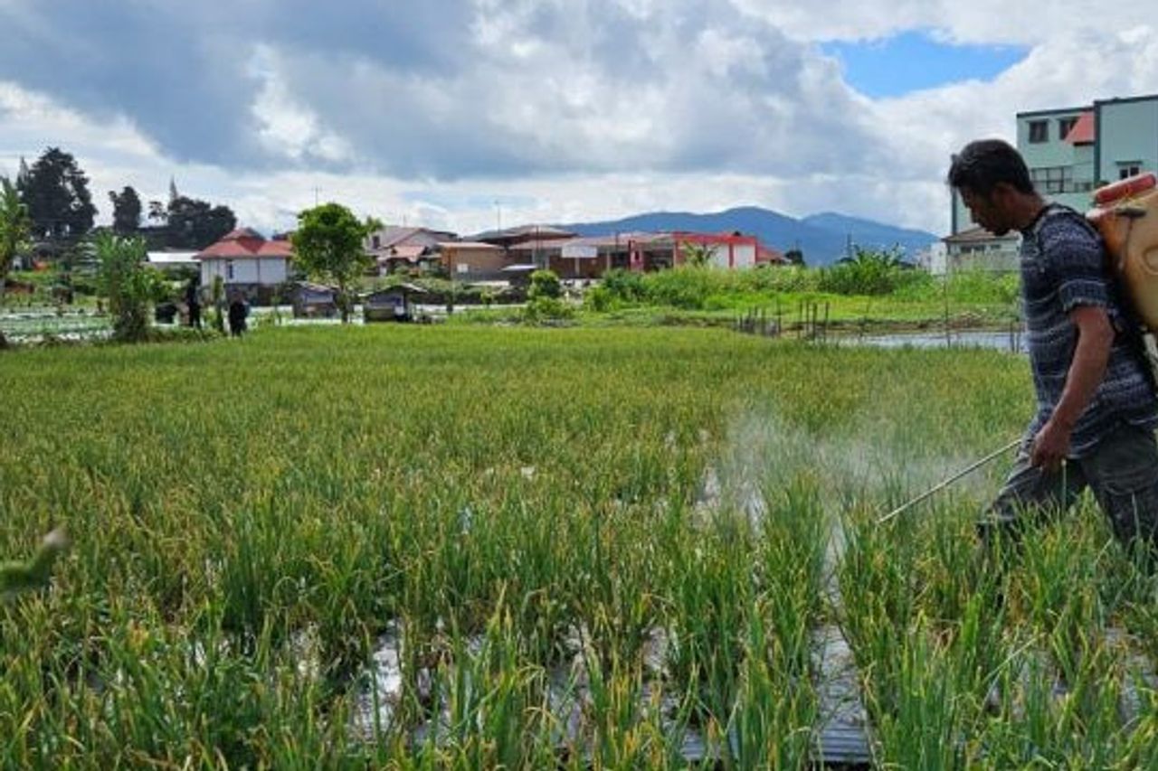 水危機が南スラウェシの稲作農業に影響を与え始めている