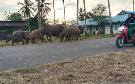 Ulah Pemilik Sapi, Kerbau dan Kambing Dilepasliarkan di Jalan Bikin Warga Mukomuko Resah