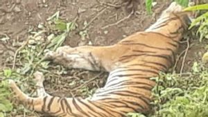 Miris, Satu Lagi Harimau Sumatera Ditemukan Mati Area Perkebunan Warga di Aceh