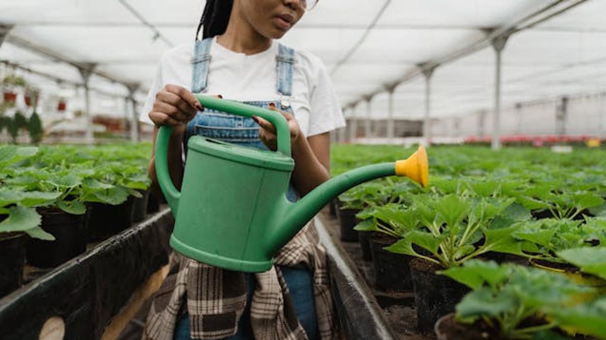 極端な熱は植物を死なせます、これらの7つの散水のヒントは植物を保護するのを助けることができます